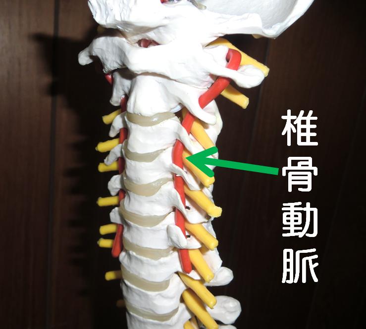 椎骨動脈.jpg